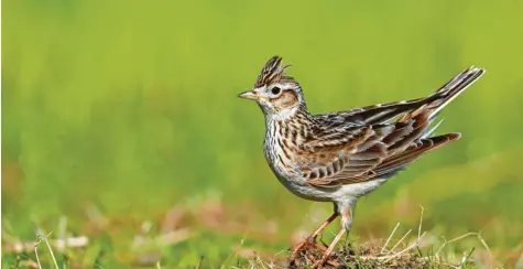  ?? Foto: Woike, Imago/Blickwinke­l ?? Die Feldlerche ist der Vogel des Jahres 2019. Der Bestand im Freistaat geht immer weiter zurück.