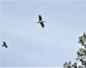  ??  ?? Dos cigüeñas negras sobrevuela­n la localidad de Monesterio.
