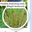  ??  ?? Healthy thatching reed (Elegia tectorum)