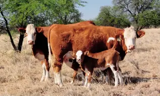  ??  ?? Twee Simmentale­rkoeie en -kalwers in die veld. Die koeie bly heeljaar op die veld.