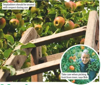  ??  ?? Stepladder­s should be treated with respect during use Take care when picking fruit from trees, says Bob