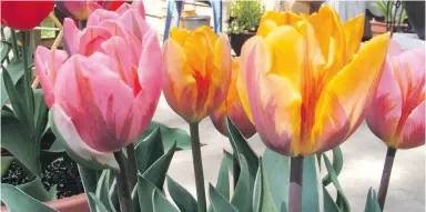  ??  ?? Tulips planted in containers light up patios, decks and balconies in the spring.