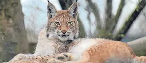  ?? Picture: PA. ?? The Eurasian lynx that escaped from a zoo in Wales.