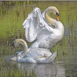  ?? ?? Don Enns, a resident of Lake Forest Place with his wife Barbara, shot this photo of two graceful swans who reside at the community in the summer.