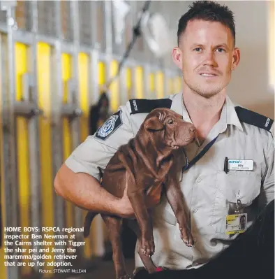  ?? Picture: STEWART McLEAN ?? HOME BOYS: RSPCA regional inspector Ben Newman at the Cairns shelter with Tigger the shar pei and Jerry the maremma/golden retriever that are up for adoption.