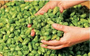  ??  ?? Hopfen – Einer der vier zugelassen­en ROHSTOFFE