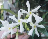  ??  ?? Star jasmine, a weak climber that can be grown in bush or trailing form, bears clusters of deliciousl­y fragrant flowers in summer.