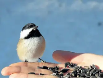  ?? DREW MONKMAN/SPECIAL TO THE EXAMINER ?? Chickadees, like this Black-capped Chickadee, can be trained to eat out of your hand.