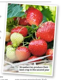  ??  ?? Strawberri­es produce their best crop in the second year