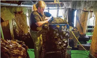  ?? PHOTO BY ELYSE DEFRANCO ?? Sean Marks checks on some of the red abalone at the Monterey Abalone Co. Beside him, on the left, is a large pile of giant kelp, which is fed to the abalone.