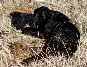  ?? Photo: Annelie Coleman ?? Losing shine… Namibia’s Swakara industry suffered extensive losses in 2021 due to the fallout of Covid-19-related trade challenges.