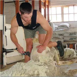  ?? FOTO: VIDA BOOYSEN ?? Mnr. Shaun Hamlett (21) demonstree­r tydens ’n boeredag op die Universite­it van die Vrystaat se Paradys-proefplaas hoe om ’n skaap te hanteer sodat die dier die minste stres tydens die skeerprose­s ervaar. Hamlett het vroeër vanjaar in Nieu-Seeland sy persoonlik­e beste behaal toe hy 666 skape op een dag geskeer het.