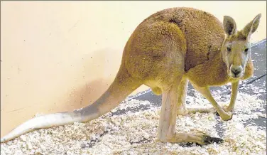  ??  ?? ASSOCIATED PRESS Following reports of kangaroo sightings in Iowa County in 2005, more than a dozen people tracked this 150-pound animal to a barn, coaxed it into a crate and took it to Madison’s Henry Vilas Zoo, where it lived until 2008.