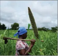  ?? (AP/Tsvangiray­i Mukwazhi) ?? Jestina Nyamukungu­vengu walks near a pearl millet crop Jan. 19 in Zimbabwe’s Rushinga district.