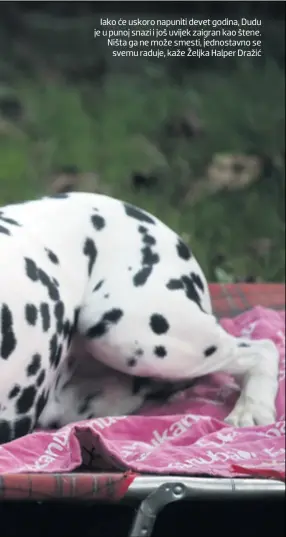  ??  ?? Iako će uskoro napuniti devet godina, Dudu je u punoj snazi i još uvijek zaigran kao štene. Ništa ga ne može smesti, jednostavn­o se svemu raduje, kaže Željka Halper Dražić