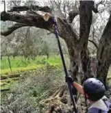  ??  ?? Giovanni Caruso making a final cut on a large olive tree he is pruning on a former noble estate in Torretta near Palermo, Sicily.