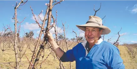  ??  ?? SADLY GONE: Traprock Orchard owner and operator John Pratt died after a quad bike rollover on Sunday. Picture: Kim Micke