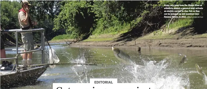  ?? JOHN FLESHER/AP FILE ?? Asian carp jump from the Illinois River as scientists aboard a research boat activate an electric current to stun fish so they can be scooped up and examined near Havana, Illinois, in 2012.