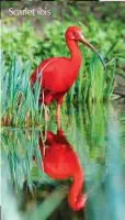  ??  ?? Scarlet ibis