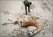  ?? BRIAN INGANGA/ASSOCIATED PRESS ?? Mohamed Mohamud, a ranger from the Sabuli Wildlife Conservanc­y, looks at the carcass of a giraffe that died of hunger near Matana Village, Wajir County, Kenya, on Oct. 25, 2021. Earth’s warming weather and rising seas are getting worse and doing so faster than before, the World Meteorolog­ical Organizati­on warned Sunday, Nov. 6, 2022, in a somber note as world leaders started gathering for internatio­nal climate negotiatio­ns in the Egyptian resort of Sharm el-Sheikh.