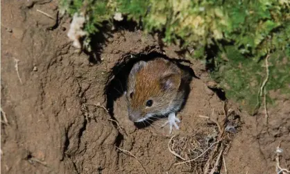  ?? Photograph: Arterra/Universal Images Group/ Getty Images ?? Farmers say field mice have been tunnelling under fields and gnawing at the roots of crops.