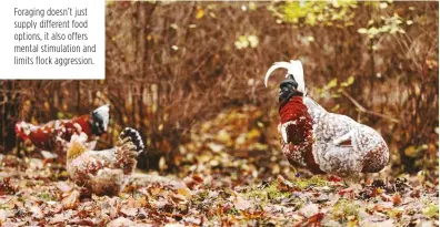  ??  ?? Foraging doesn’t just supply different food options, it also offers mental stimulatio­n and limits flock aggression.