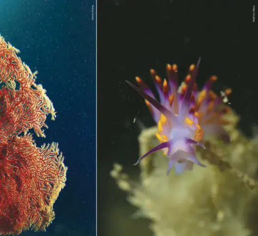  ??  ?? BELOW LEFT Sisters’ Islands Marine Park is home to vibrant corals BELOW Singapore’s little-explored waters are inhabited by diverse macro life like this nudibranch