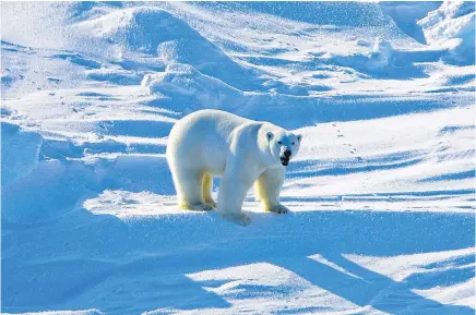  ?? Picture / AP ?? Scientists fear the future looks grim for polar bears.