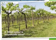  ??  ?? 5. What colour is Valpolicel­la wine?