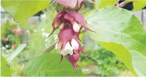  ??  ?? Leycesteri­a formosa, known more commonly as pheasant berry or Himalayan honeysuckl­e, is a tall, vigorous srhub that is easy to grow.