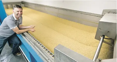  ??  ?? Phillips Brewery owner Matt Phillips checks barley in the germinatio­n bed of the brewery’s new malting plant at Government and Discovery streets in Victoria. He’s the only beer producer in the region malting barley from local farmers.