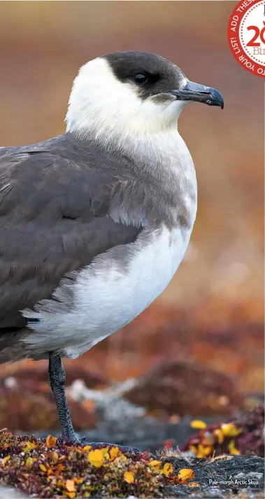  ??  ?? Pale-morph Arctic Skua