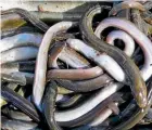  ??  ?? More than $584,000 worth of NZ eel was shipped to the US last year.