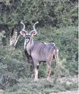  ??  ?? An Eastern Cape kudu bull. Notice the dark colour of his coat.