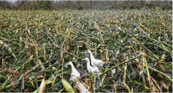  ?? Aaron Favila / Associated Press ?? Ducks walk along a cornfield destroyed by strong winds from Typhoon Mangkhut as it barreled across Tuguegarao, Philippine­s, on Saturday. The storm has its sights on southern China and Hong Kong.