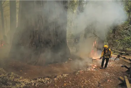  ?? Carlos Avila Gonzalez / The Chronicle ?? Firefighte­r Juan Chavarin spreads a backfire around the Colonel Armstrong redwood in Armstrong Redwoods State Reserve.