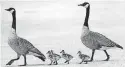  ?? [PHOTO BY STEVE GOOCH, THE OKLAHOMAN] ?? A pair of Canada geese and their goslings cross the street last week in Yukon.