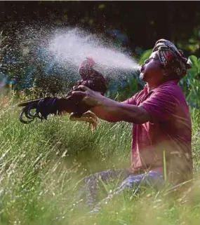  ?? PIC BY GHAZALI KORI ?? Harif Razik keeping a rooster wet in Kampung Kundang, Marang, yesterday.