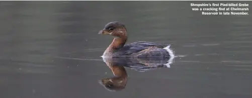  ??  ?? Shropshire’s first Pied-billed Grebe was a cracking find at Chelmarsh Reservoir in late November.