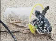  ??  ?? IN HARM’S WAY: Clockwise from top, a Hawksbill turtle in the Seychelles; A Manta ray off the coast of Nusa Penida, Bali, Indonesia; a baby green sea turtle in a plastic cup in Sumatra; and Manta rays in Bali.