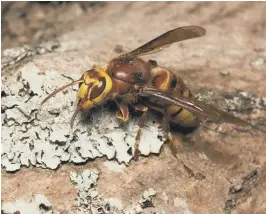  ?? NEIL FLETCHER/ SUSSEX WILDLIFE TRUST ?? The hornet, our largest social wasp species