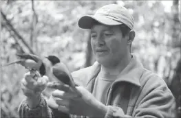  ??  ?? Angel Paz, a guide, shows a Black Chinned Mountain Tanager, north of Quito. — AFP