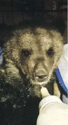  ??  ?? Grizzly bear cub Groot was destroyed after a Grande Cache animal advocate turned it over to provincial wildlife officials.