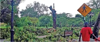  ?? ?? Branches hacked off from trees in Viharamaha Devi Park. Pix by Akila Jayawarden­e
