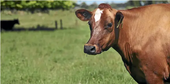  ??  ?? The Global Dairy Trade auction saw prices for key NZ dairy export, wholemilk powder, fall to the lowest level since August last year.