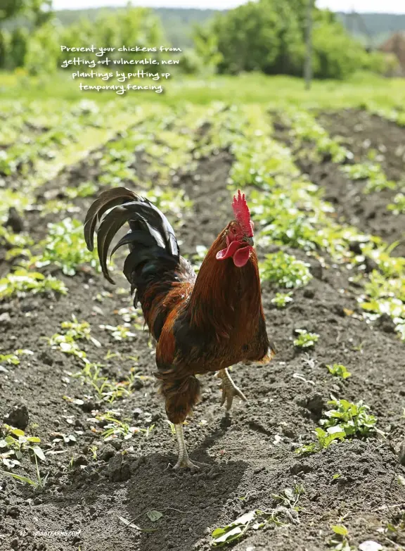  ??  ?? Prevent your chickens from getting out vulnerable, new plantings by putting up temporary fencing.