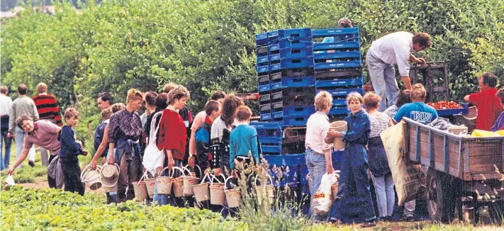  ??  ?? This photograph shows a group of berry pickers at Carse of Gowrie at the end of the day as they load their berries on to be weighed. The photograph was taken in June 1990.