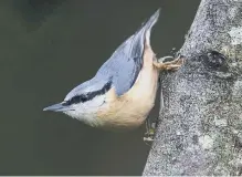  ??  ?? A nuthatch descends a tree.