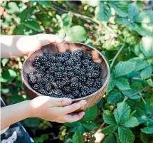  ??  ?? Thornless blackberri­es areprolifi­c in the garden, and canbe frozen for use throughout­the year.