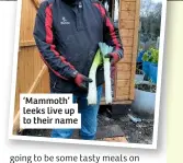  ??  ?? ‘Mammoth’ leeks live up to their name going to be some tasty meals on offer this Christmas Day.I find it difficult to understand those gardeners who only use their plot for growing summer vegetables. Yes, you have the luxury of tasty,